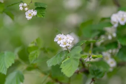 Ongoing design featuring sharp leaves and tiny blossom shapes. Perpetual pa.. Stock Photos