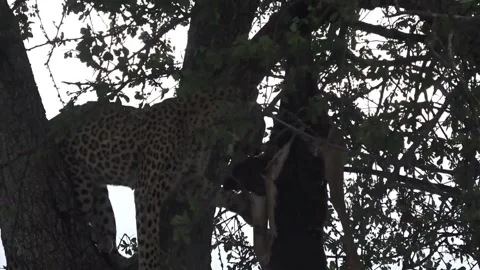 Ongoing feeding on cached prey; consistent angle — Part 18 (Closer) Stock Footage 320790220