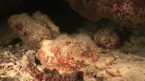 Oni-Daruma Flatfish Stock Footage 332772220