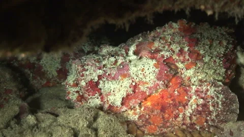 Oni-Daruma Flatfish Stock Footage 332772264