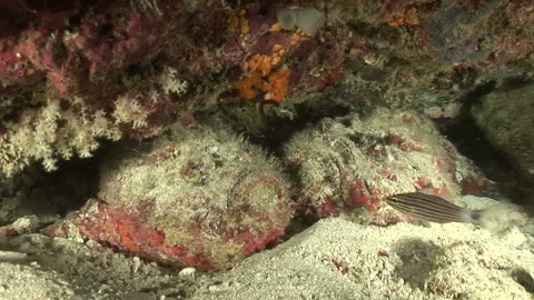 Oni-Daruma Flatfish Stock Footage 332772315