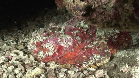 Oni-Daruma Flatfish Stock Footage 332772324