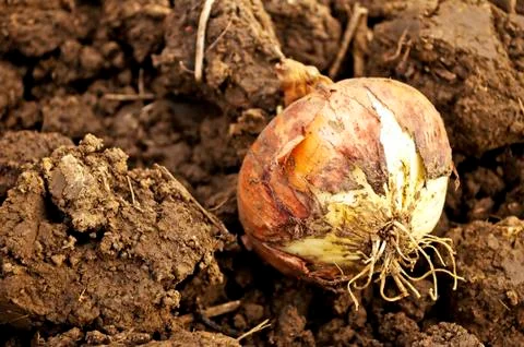 Onion on acre Stock-Fotos