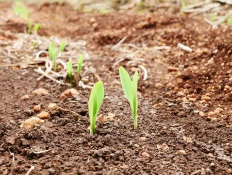 Onion and corn Stock Photos