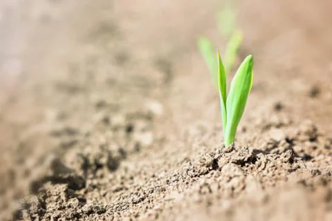 Onion and corn Foto stock