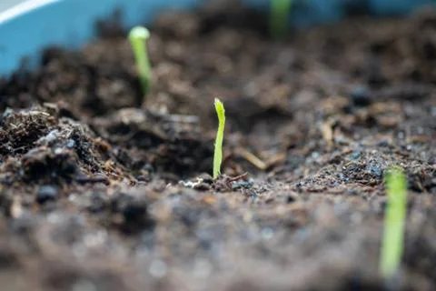 Onion and corn Foto stock