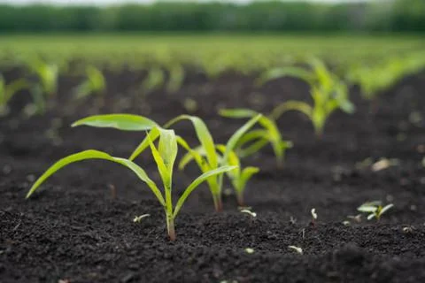 Onion and corn Stock Photos