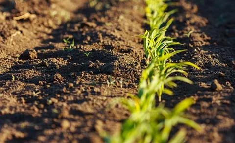 Onion and corn Stock Photos