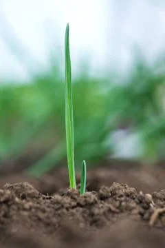 Onion and corn Stock Photos