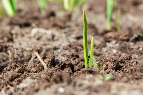 Onion and corn Stock Photos