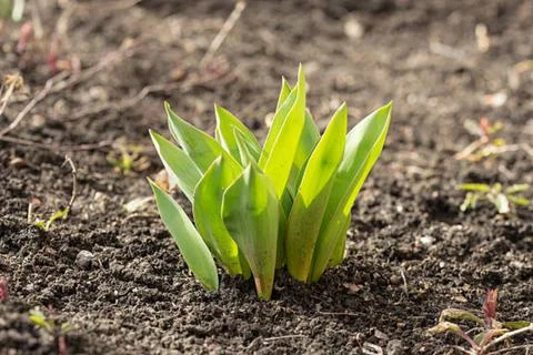 Onion and corn Stock Photos