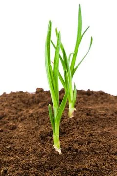 Onion and corn Stock Photos