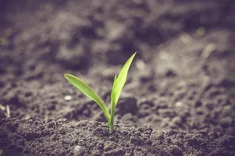Onion and corn Foto stock
