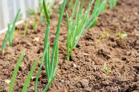 Onion and corn Stock Photos