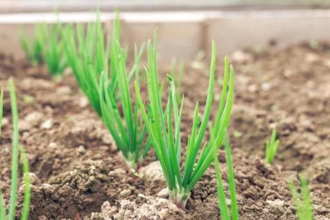 Onion and corn Stock Photos
