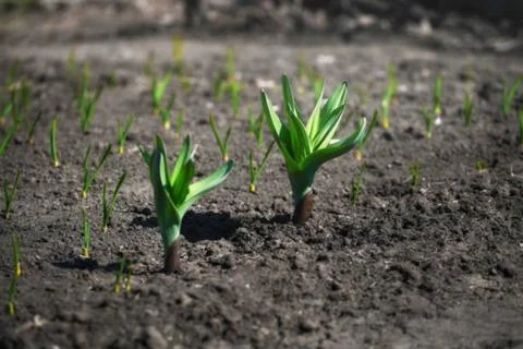 Onion and corn Stock Photos