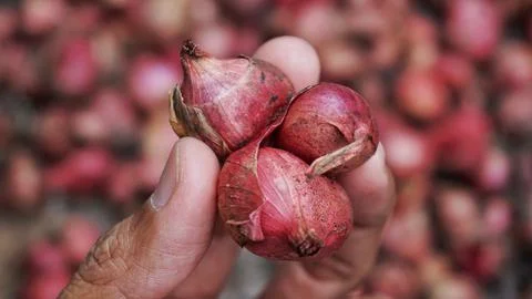 Onion and hand Foto stock