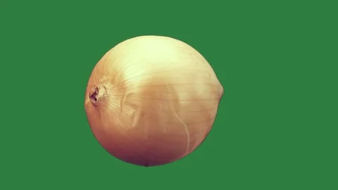 An onion on a and large isolated on green screen background 스톡 동영상 337035355