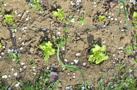 Onion and Lettuce in Springtime Stock Photos
