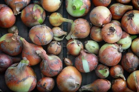 Onion background Stock Photos