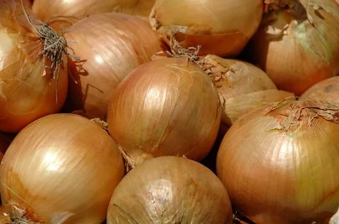 Onion background Stock Photos
