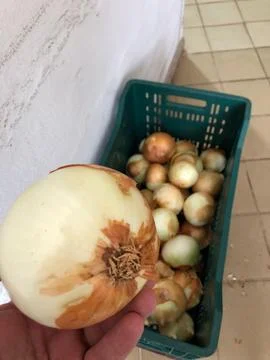 Onion basket Stock Photos