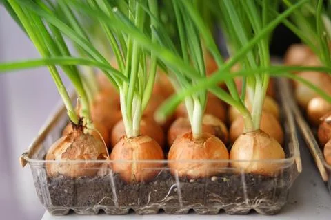 Onion on the bed-2. Stock Photos