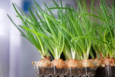 Onion on the bed. Stock Photos