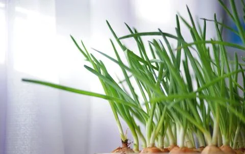 Onion on the bed. Stockfoto's