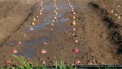 The onion bed is watered with water from a hose. Stock Footage 303474834