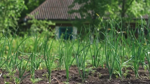 Onion beds planted in a row on a field in the summer harvest season Stock Footage 195536289