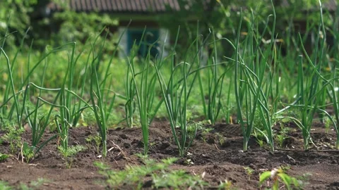 Onion beds planted in a row on a field in the summer harvest season Stock-Footage 197683837