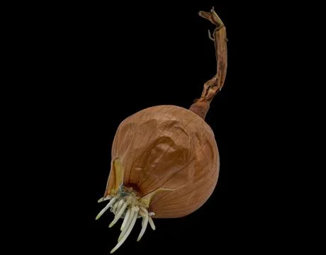 Onion on a black background close up Stock Photos
