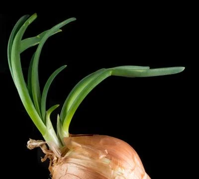 Onion on black Stock Photos