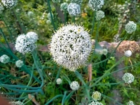 Onion bloom flower Stock Photos