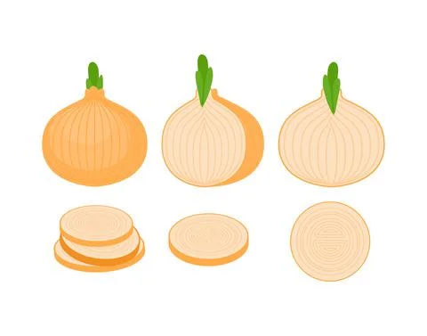 Onion Bulb and slice set. Vegetable vector illustration Stock Illustration