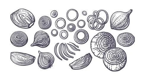 Onion bulb, cut. Vector art set. Hand drawn sketch Stock Illustration