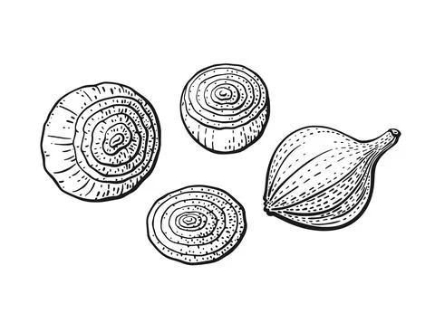 Onion bulb, cut. Vector drawn set. Sketch isolate Stock Illustration