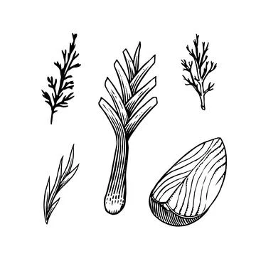 Onion bulb, Half cutout slice and rings. Hand drawn with ink in vintage style Stock Illustration