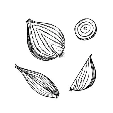 Onion bulb, Half cutout slice and rings. Hand drawn with ink in vintage style Stock Illustration