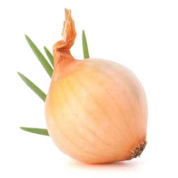 Onion bulb Stock Photos