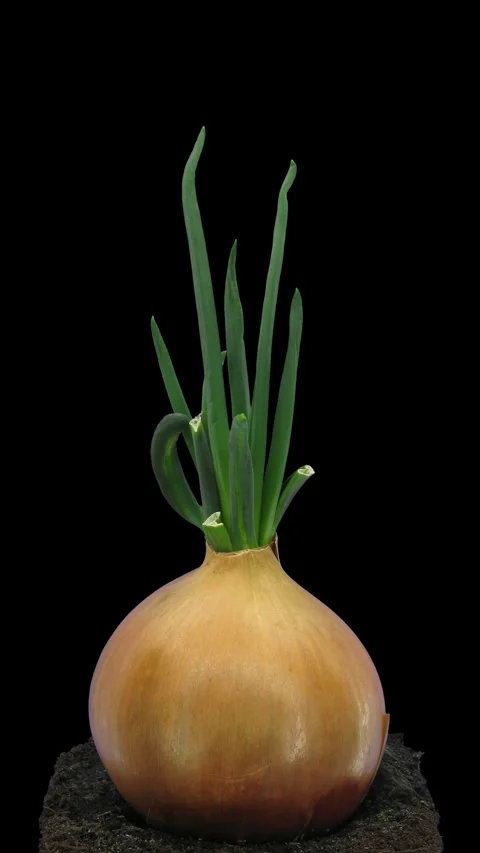 Onion Bulb Sprout Growth Time lapse on a Black Background, Vertical 4K Stock Footage 345240644