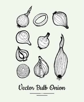 Onion bulb vector set. Vegetarian poster, banner, logo, icons, sticker, menu Stock Illustration
