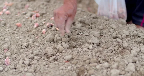 Onion bulbs are placed into soil by hand in straight rows. Stock Footage 323315455