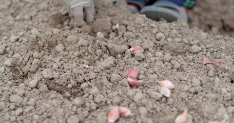 Onion bulbs are placed into soil by hand in straight rows. Stock Footage 323315464