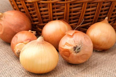 Onion bulbs lie in a heap on a burlap cloth against the background of a baske Stock Photos