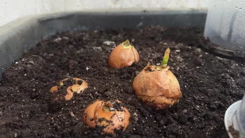 Onion bulbs sprouting in pot with soil. Growing vegetables at home Stock Footage 338361755