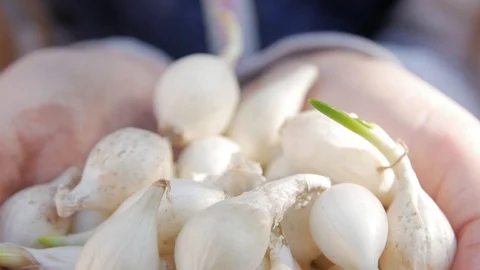 Onion In Child Hands Stock Footage 127865347