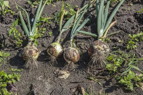Onion with chives, torn from the soil Stock-Fotos