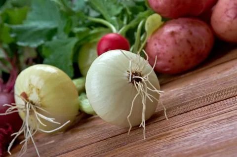 Onion close up Фото